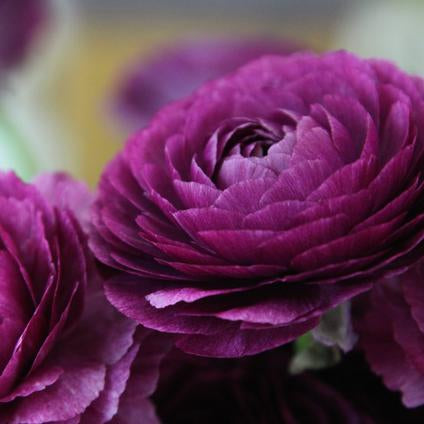 Ranunculus Amandine Violet