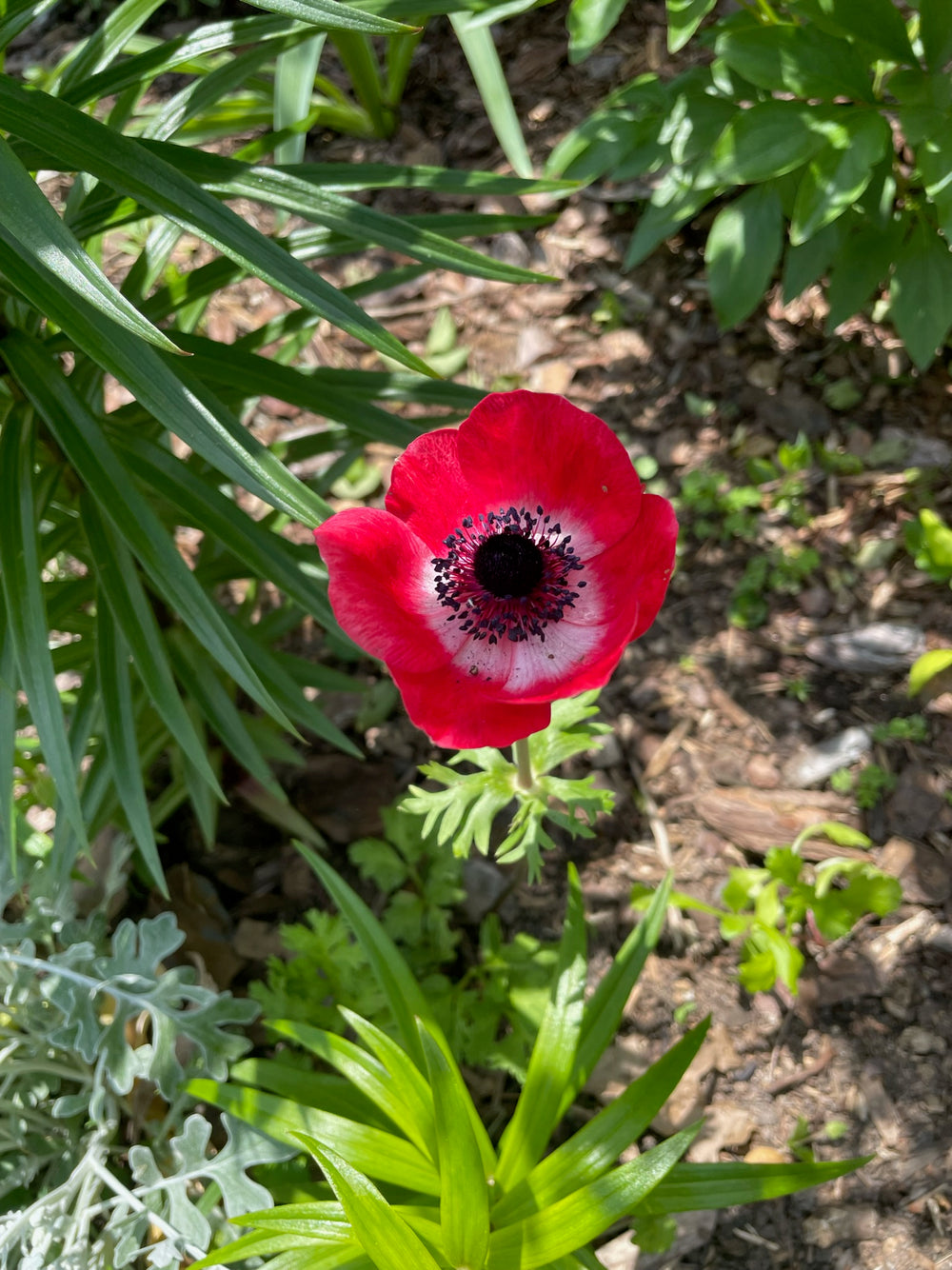 anemone Galilee Red