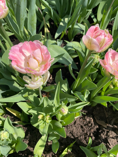 Tulip Bulbs-The Cosmopolitan Mix(Pre-Order)