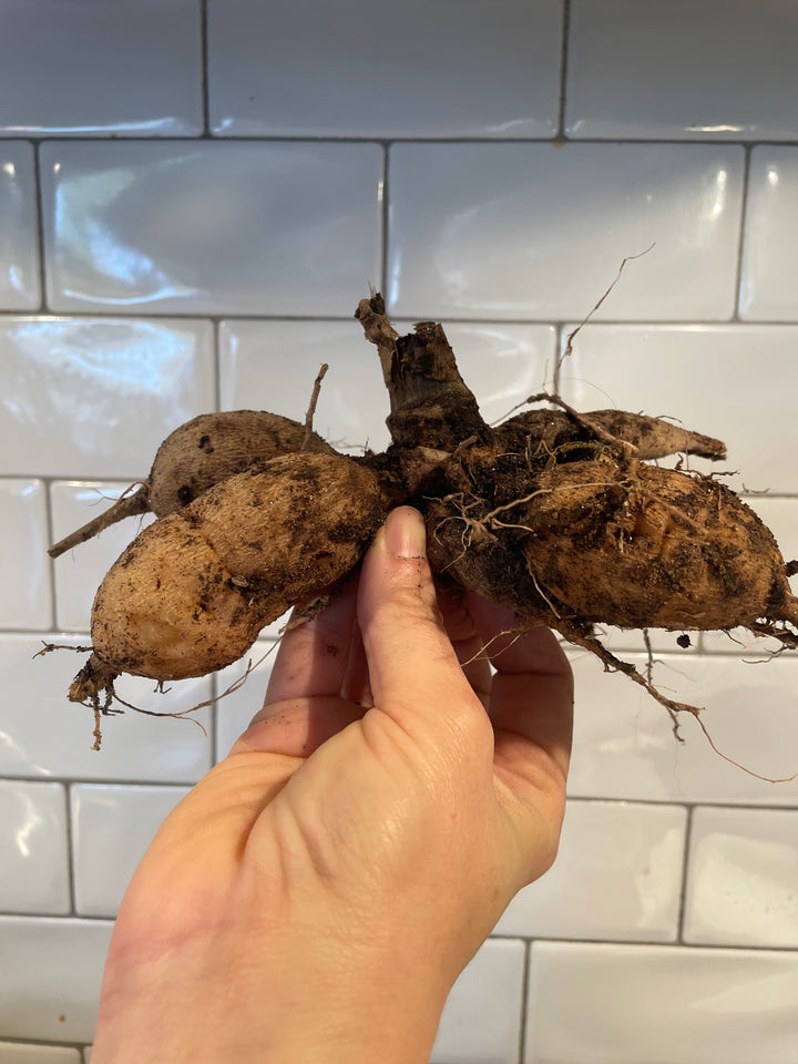 Dahlia Tuber Clump