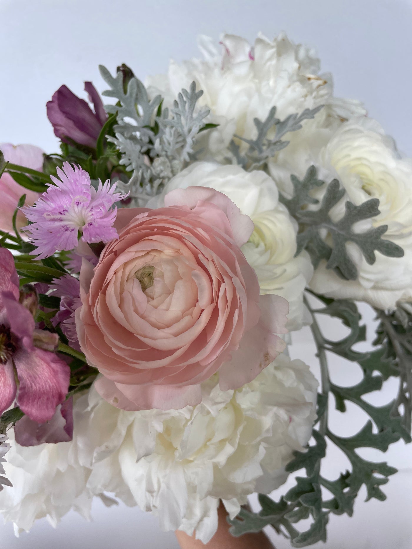 Ranunculus Success Cloni Pastello Rosa