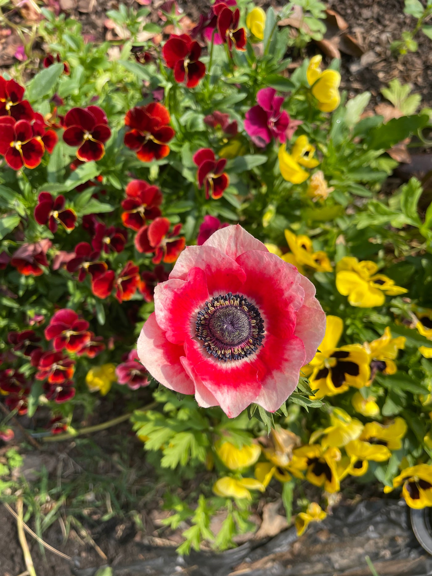 Anemone Tigré Mistral Plus