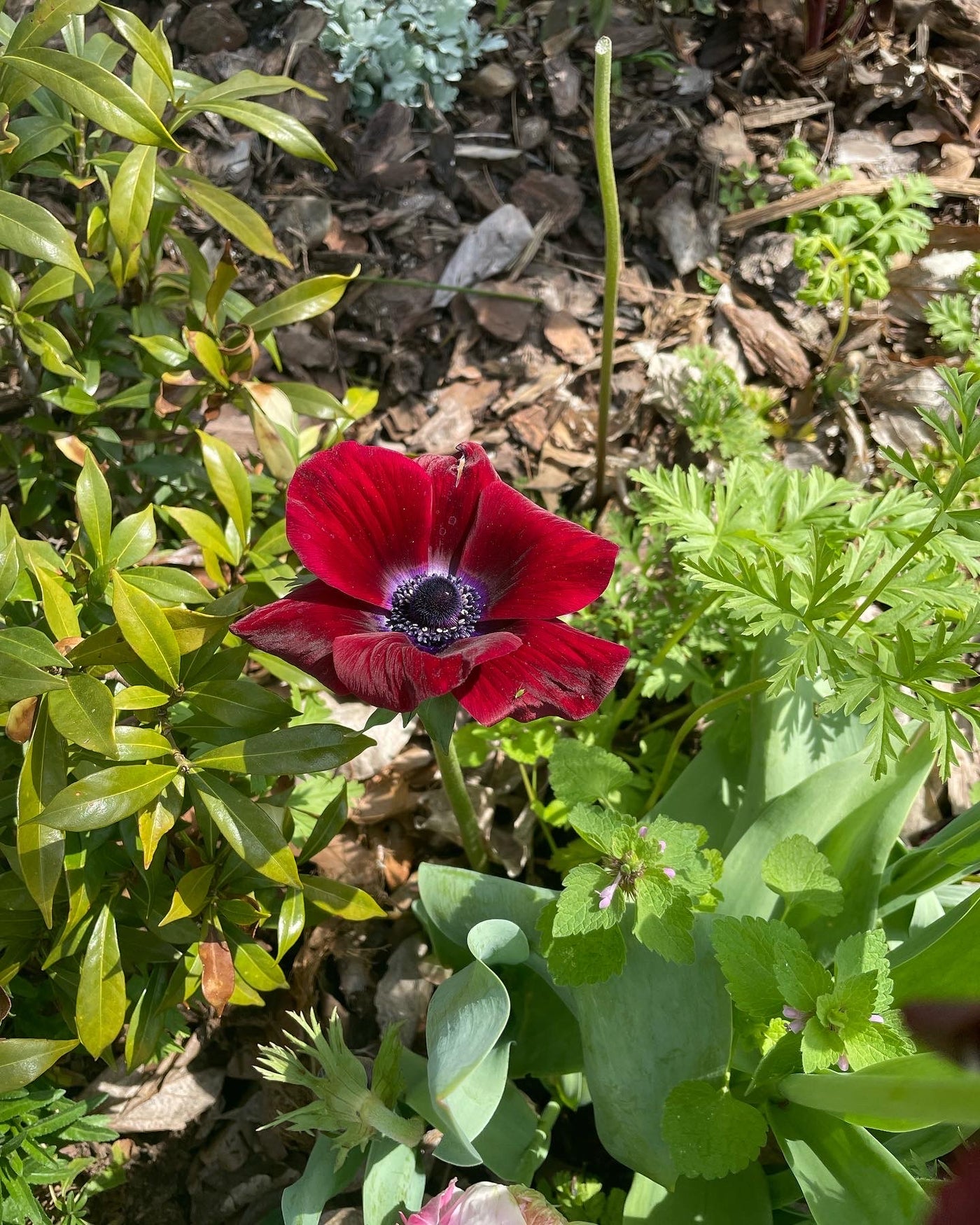 Anemone Galilee Red