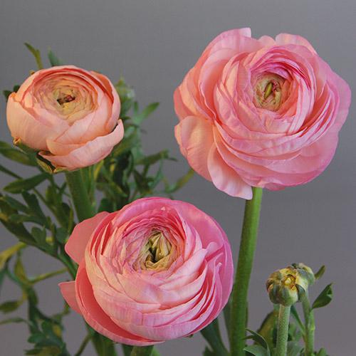 Ranunculus Amandine Pastel Pink