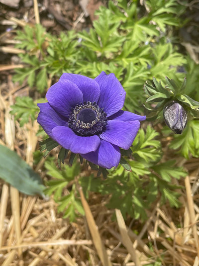 Blue Mistral Plus Anemone
