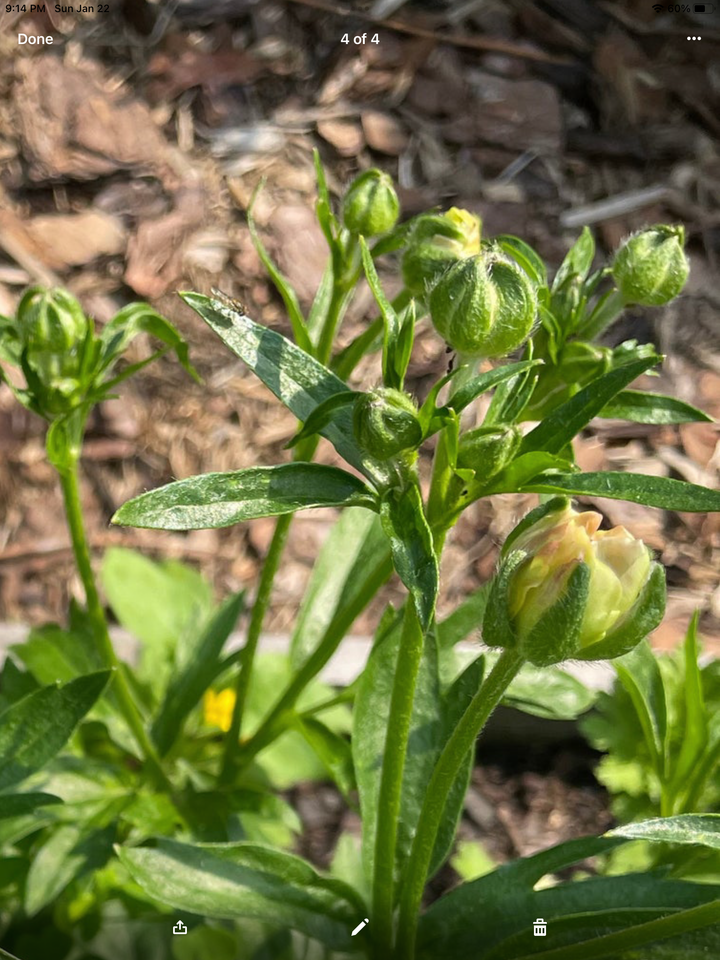 Phytalos Yellow Butterfly Ranunculus