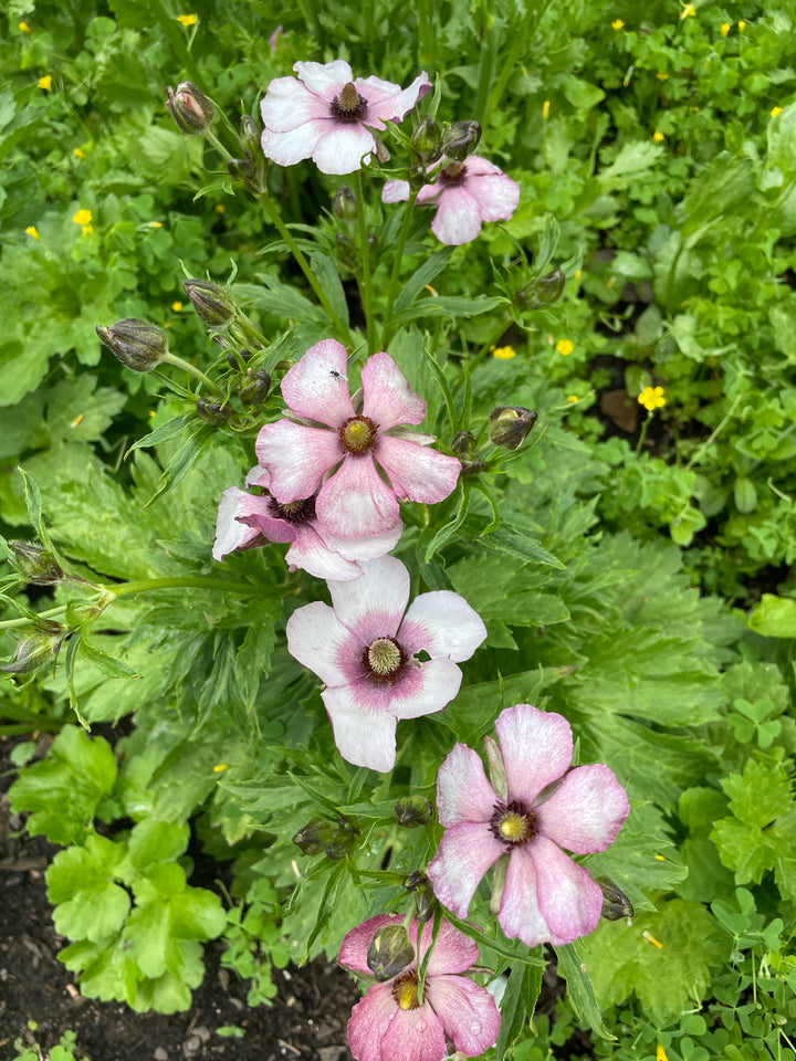 Europe Butterfly Ranunculus