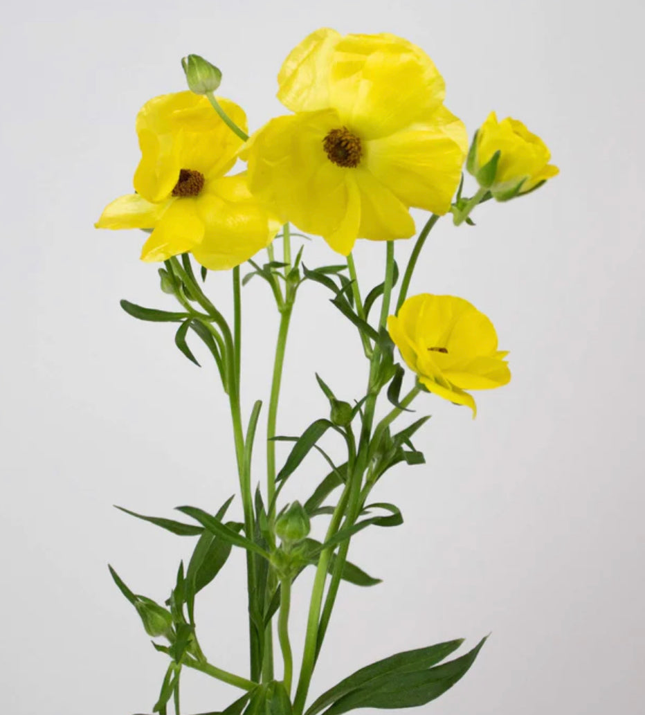 Butter Yellow Ranunculus Butterfly Ranunculus for Spring – The Happy Hour Flowers