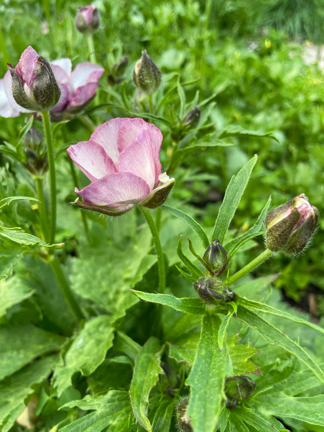 Europe Butterfly Ranunculus