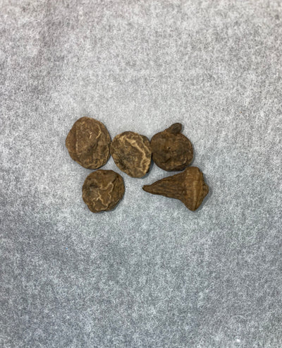 Five Anemone corms