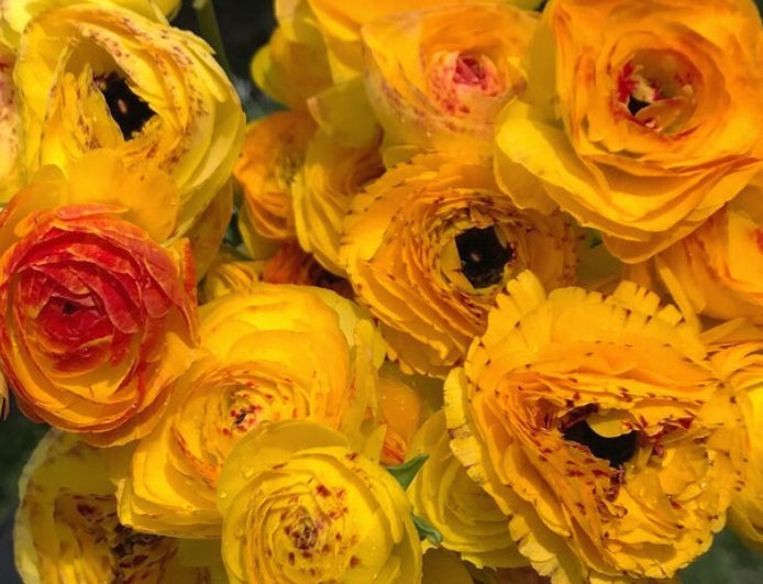 Amandine Ranunculus Yellow Picotee