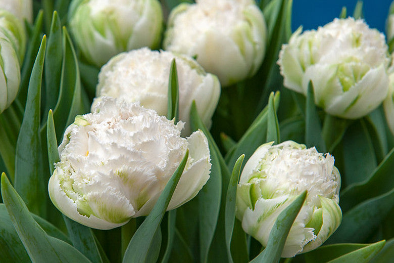 Tulip Bulbs-The Vesper Mix(Pre-Order)