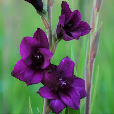 Lorelei’s Rainbow Gladiolus Collection