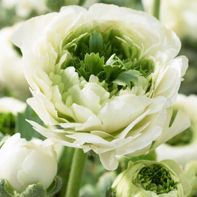 Super Green Cream Ranunculus