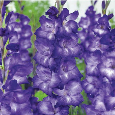 Lorelei’s Rainbow Gladiolus Collection