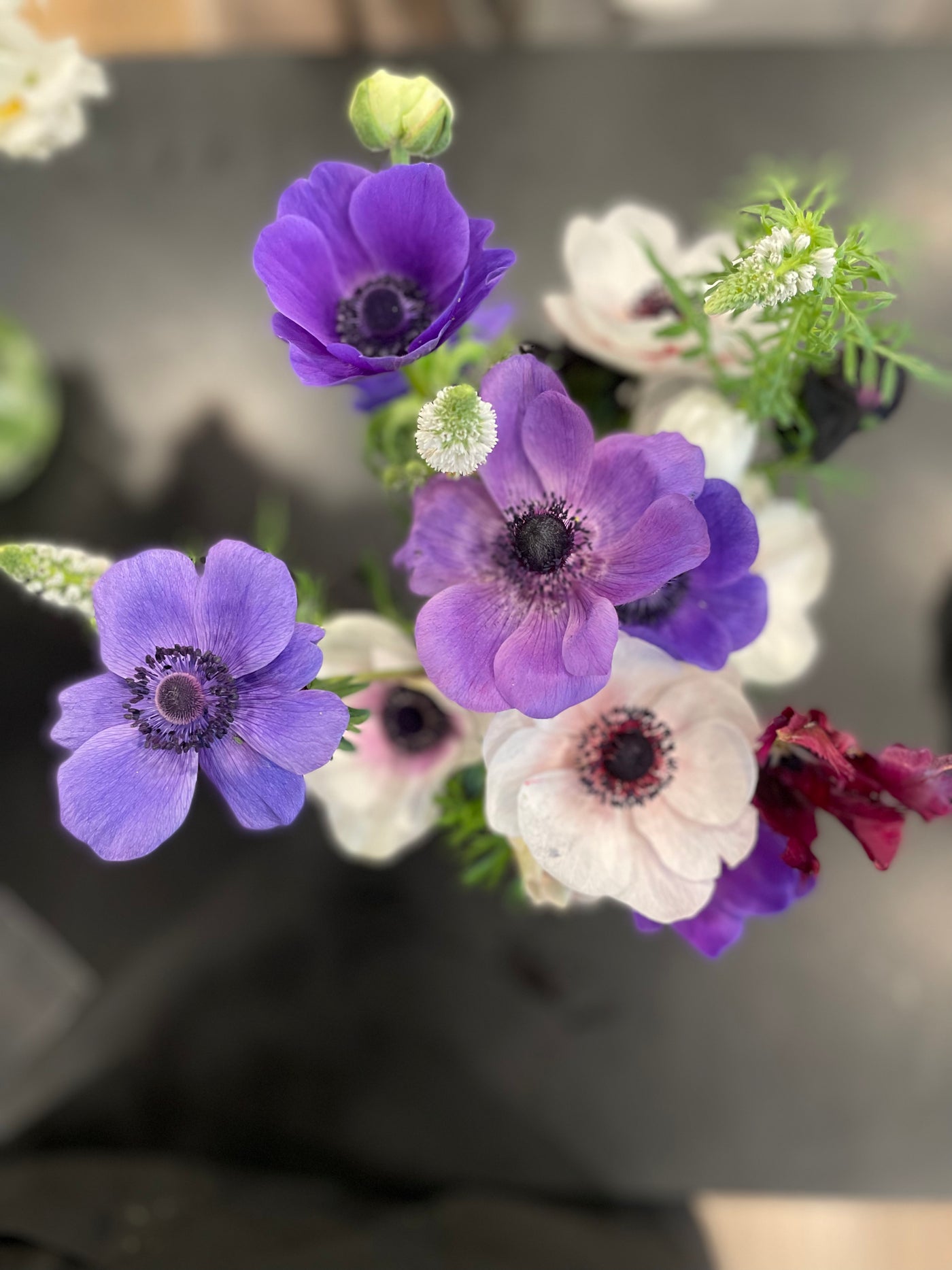 Blue Mistral Plus Anemone in an arrangement