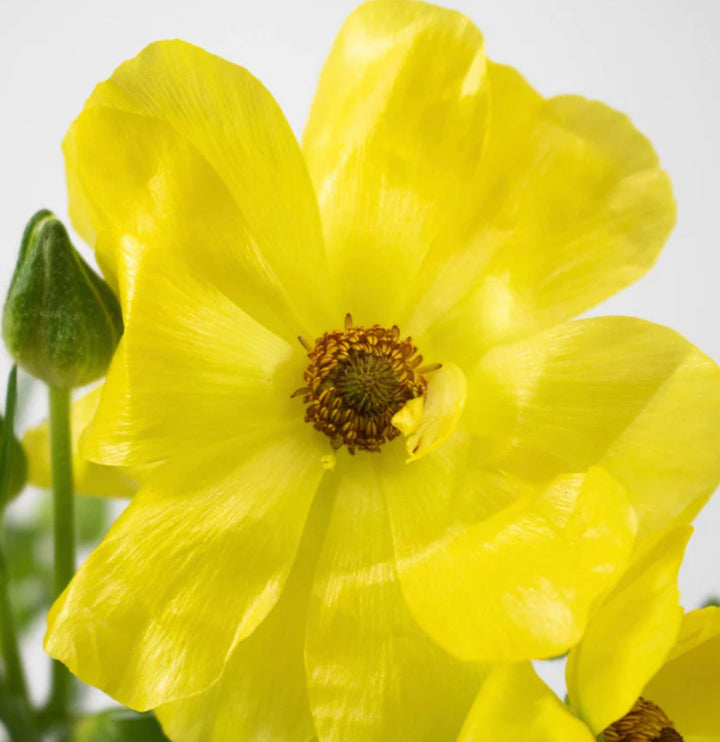 Butter Yellow Ranunculus Butterfly Ranunculus for Spring – The Happy Hour Flowers