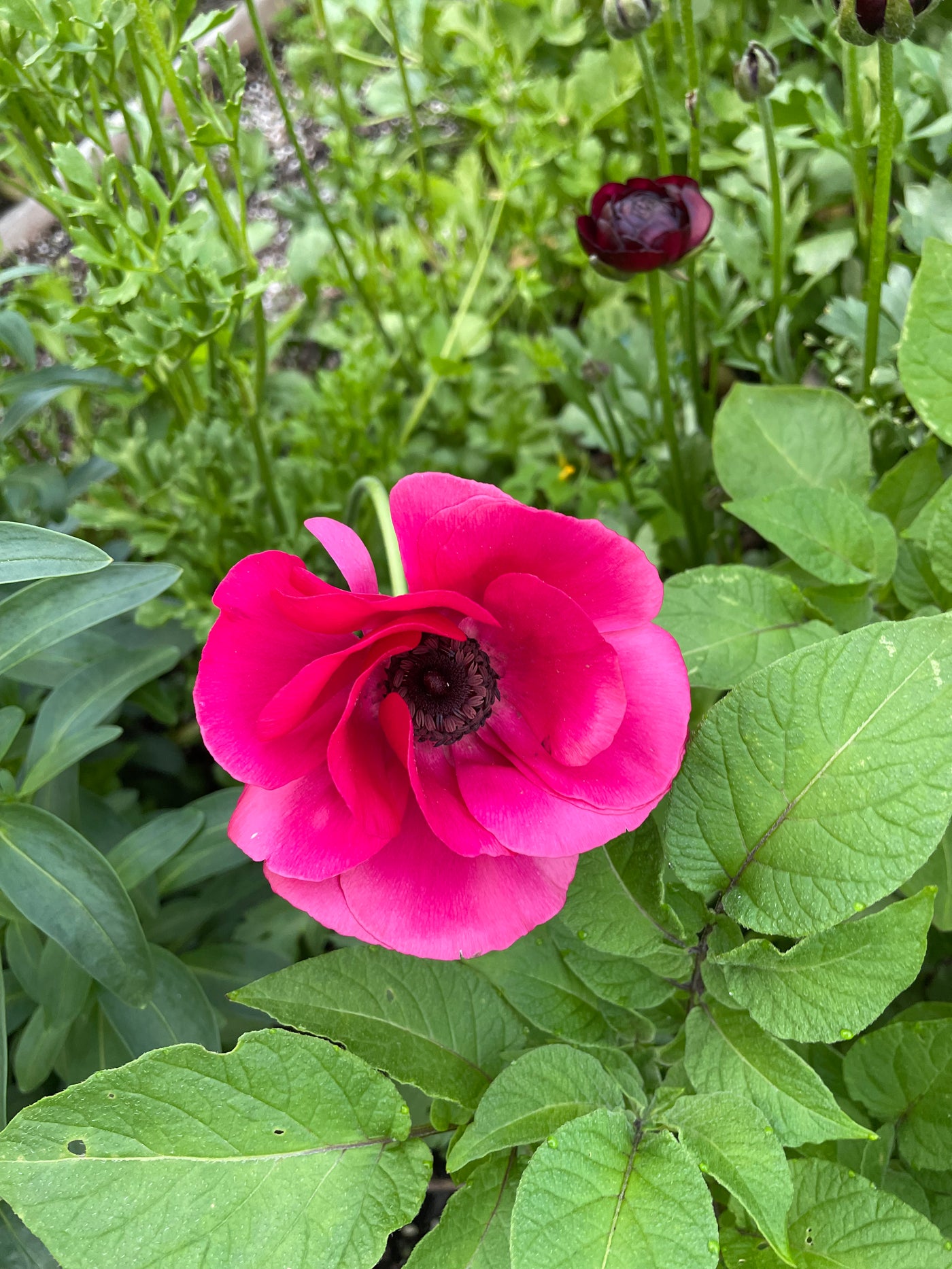 Anemone Pinky Mistral Plus