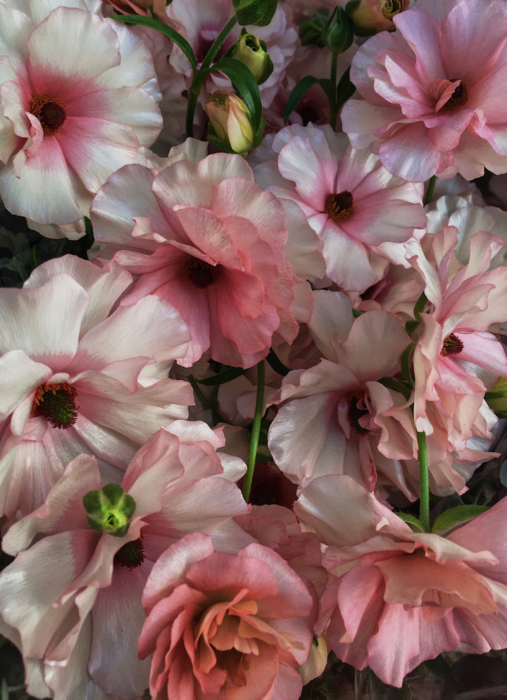 Ariadne Butterfly Ranunculus - A light pink petal with a glossy sheen and open center.