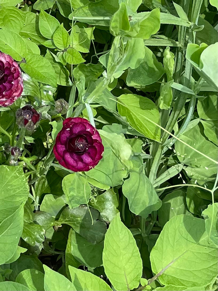 Single Black Amandine Ranunculus