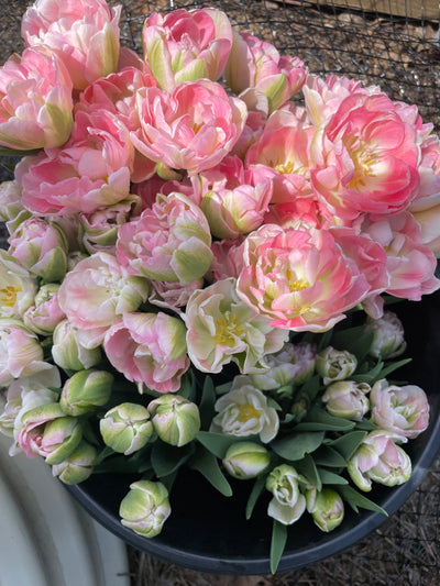 Tulip Bulbs-The Cosmopolitan Mix(Pre-Order)