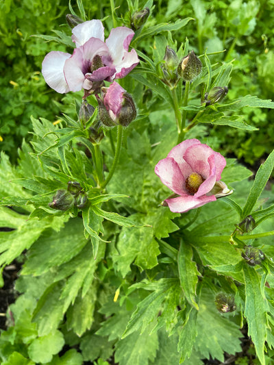Ranunculus Butterfly Europe Corms