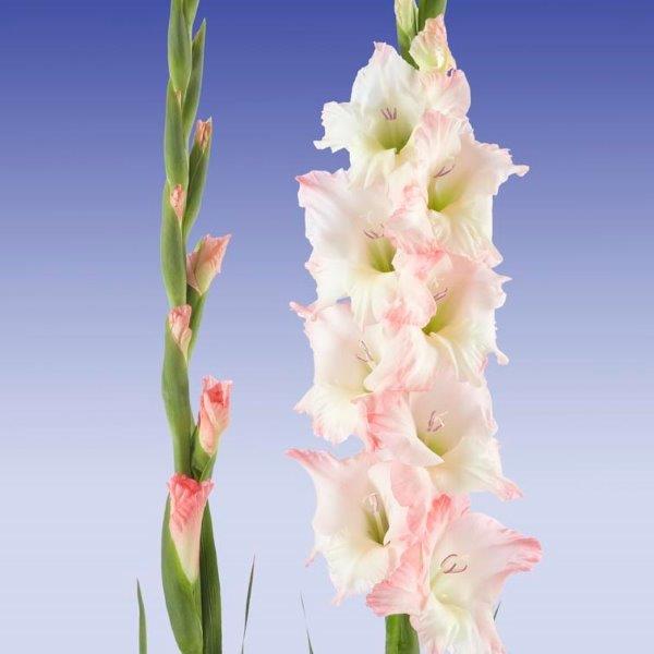 Lorelei’s Rainbow Gladiolus Collection