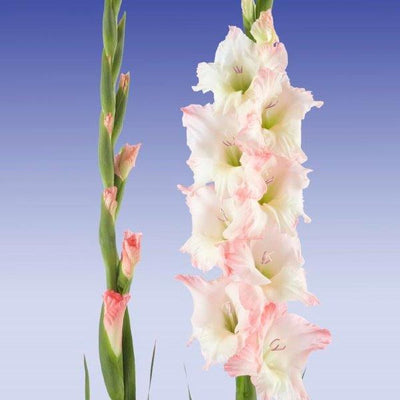 Lorelei’s Rainbow Gladiolus Collection