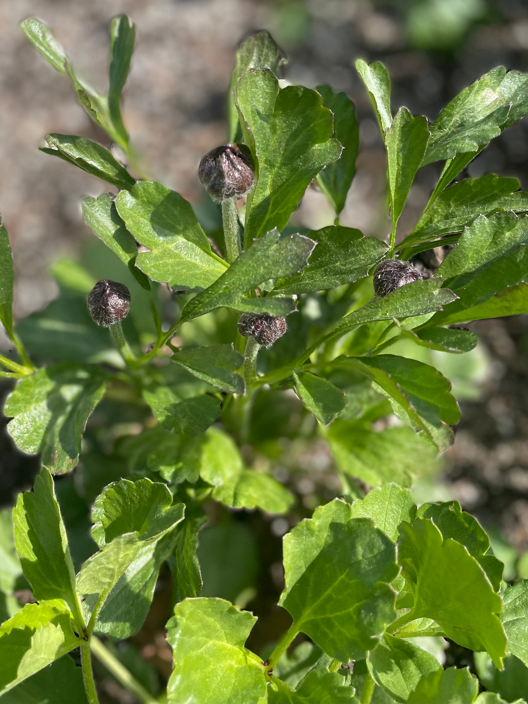 Butterfly Ranunculus Plant