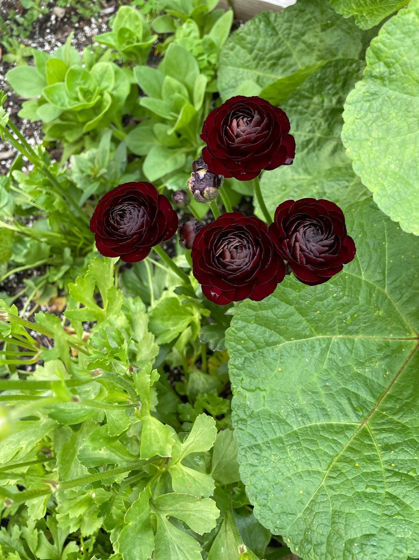 Four Black Amandine Ranunculus